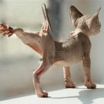 kater222rus